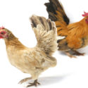 Everything You Need to Know About Bantam Chickens