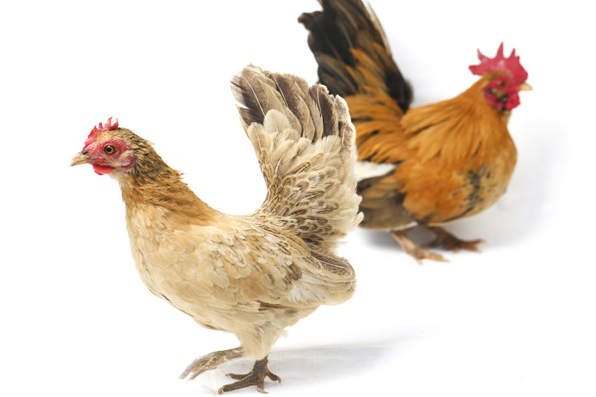 Everything You Need to Know About Bantam Chickens