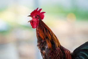 The Different Types of Chicken Sounds