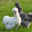 Everything You Need to Know About Silkie Chickens