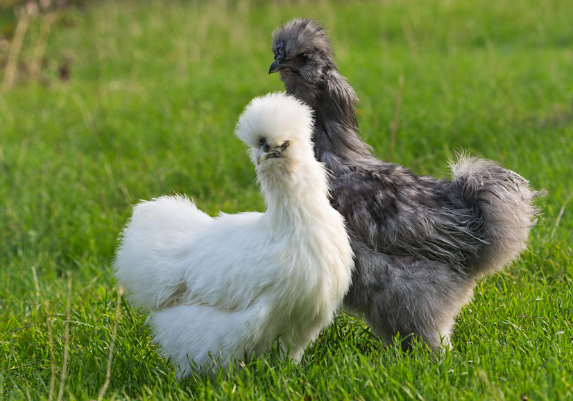 Everything You Need to Know About Silkie Chickens