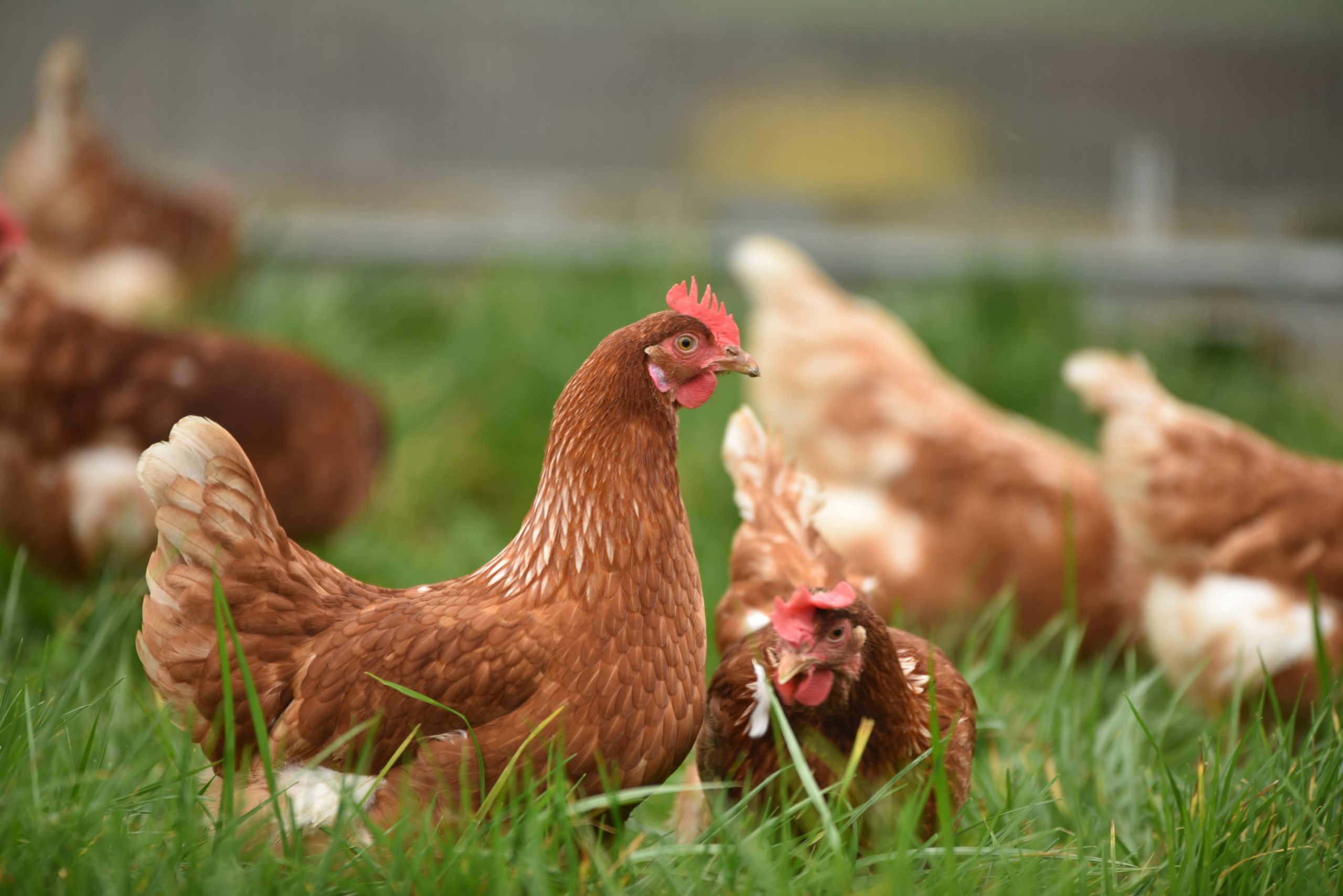 The Ultimate Chicken Summer Care Guide