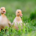 Raising Ducks vs. Raising Chickens: What’s Right for You?