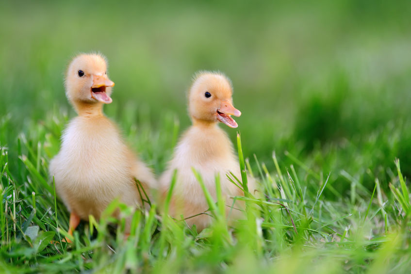 Raising Ducks vs. Raising Chickens: What’s Right for You?