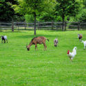Different Types of Animals that Can Coexist with Chickens