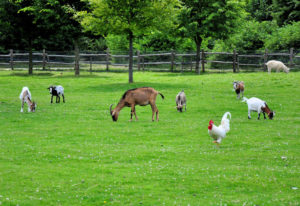 Different Types of Animals that Can Coexist with Chickens