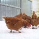 red hens in the snow