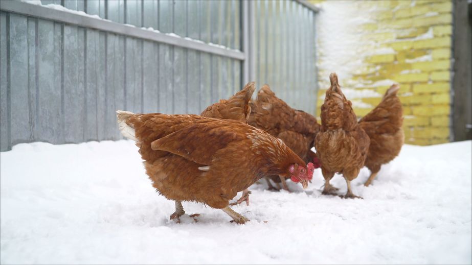 red hens in the snow
