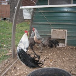 Silver Duckwing Phoenix Bantam Chicken