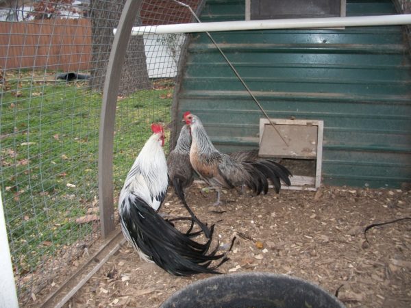 Silver Duckwing Phoenix Bantam Chicken