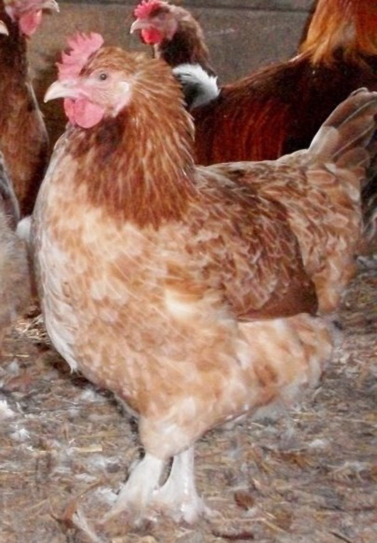French Wheaten Marans | Chickens For Backyards