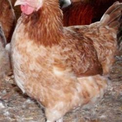 French Wheaten Marans Chicken