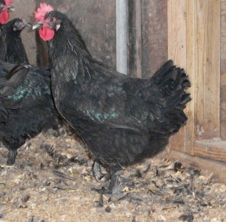 French Black Marans Chickens For Backyards