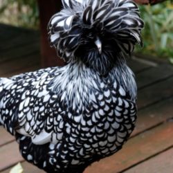 Silver Laced Polish Chicken