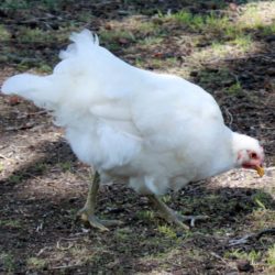 White Jersey Giant Chicken