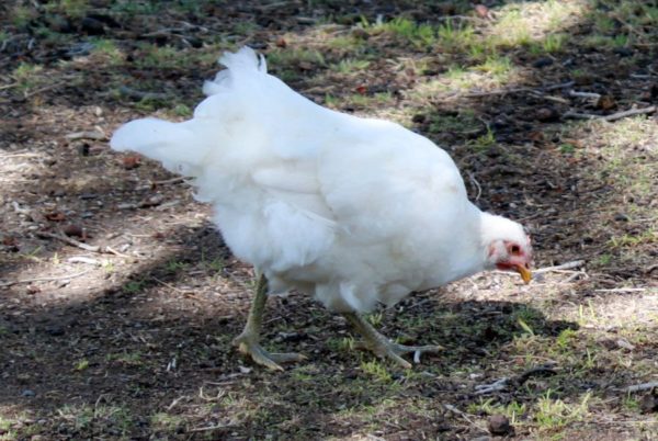 White Jersey Giant Chicken