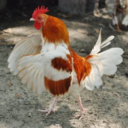 Red Pyle Old English Game Bantam Chicken