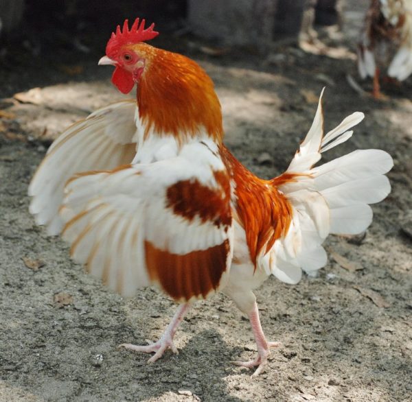 Red Pyle Old English Game Bantam Chicken