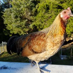 Golden Duckwing Phoenix Bantam Chicken