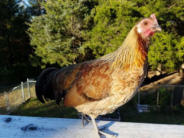 Golden Duckwing Phoenix Bantam Chicken