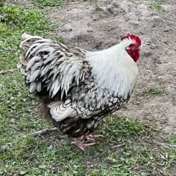 Silver laced english orpington