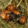 French Black Maran Eggs