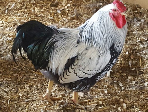 Silver Laced Wyandotte Chicken (Exhibition Type)