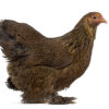 Partridge Cochin Bantam