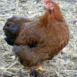 Partridge Cochin Bantam