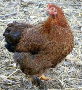 Partridge Cochin Bantam | Chickens For Backyards