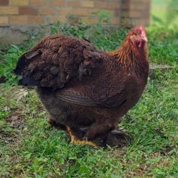 Partridge Cochin