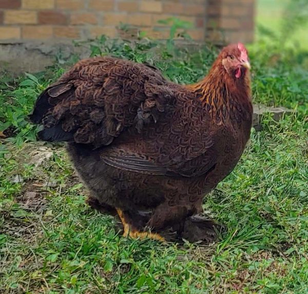 Partridge Cochin