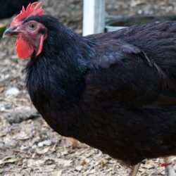 RIR-EX-pullet