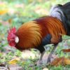 Red Jungle Fowl