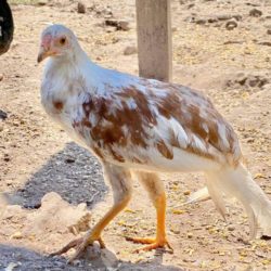 Red Shoulder Yokohama Chicken