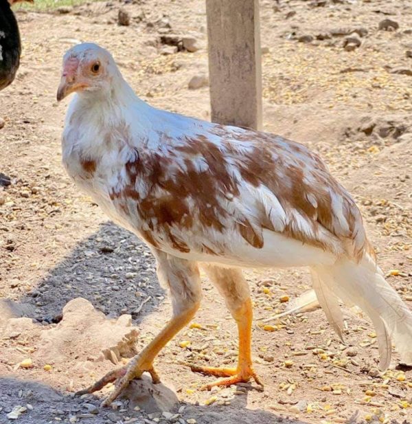 Red Shoulder Yokohama Chicken