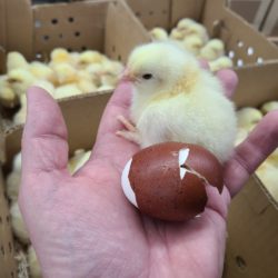 French Black Tailed Red Marans