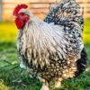 Silver Laced Orpington