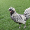 Silver Laced Polish Chicken