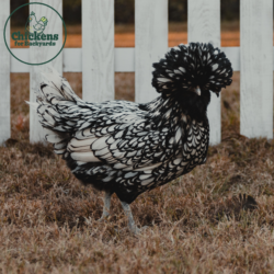 Silver Laced Polish