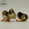Silver Laced Wyandotte Chicken (Exhibition Type) - Image 3