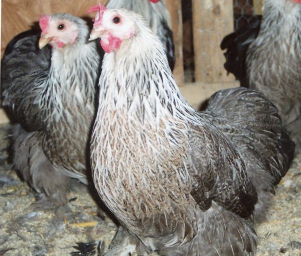 Silver Pencil Cochin Bantam