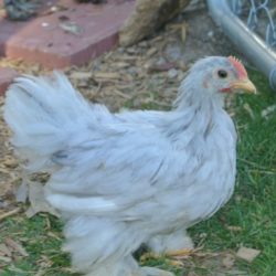 Splash Cochin Bantam Chicken