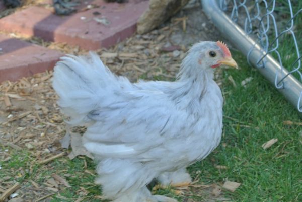 Splash Cochin Bantam Chicken