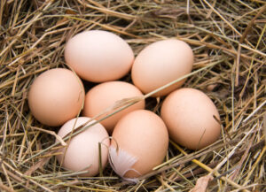 White Jersey Giant Eggs