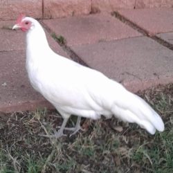 White Phoenix Standard Chicken