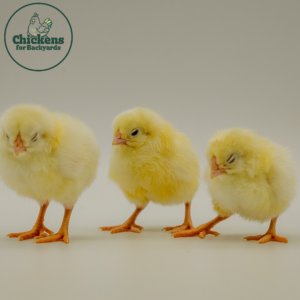 Three baby chicks