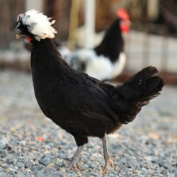 White Crested Black Polish Chicken