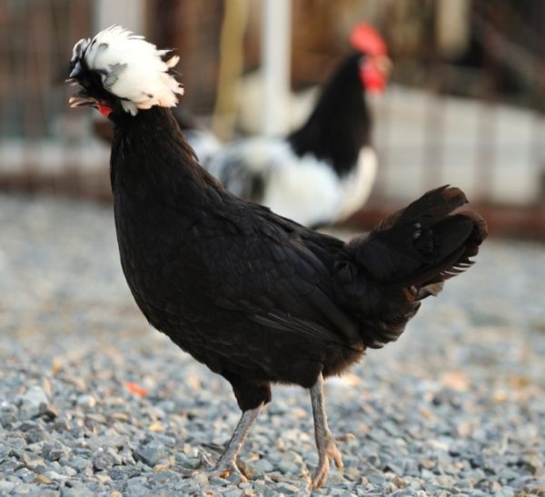 White Crested Black Polish Chicken