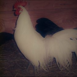 White Phoenix Bantam Chicken